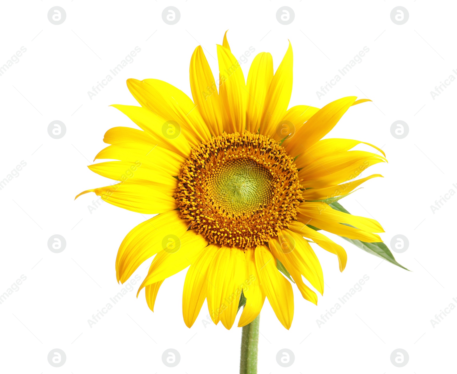 Photo of Beautiful bright sunflower on white background