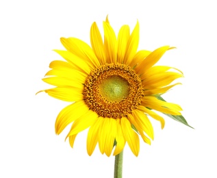 Photo of Beautiful bright sunflower on white background