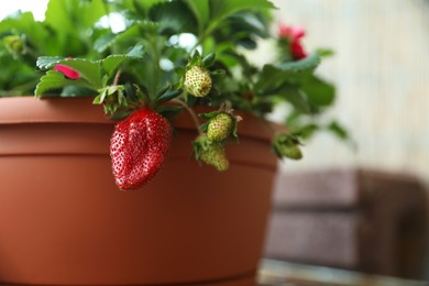 Photo of Beautiful strawberry plant with ripe and unripe fruits in pot, closeup. Space for text