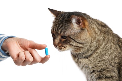 Woman giving blue pill to cute cat on white background, closeup. Vitamins for animal