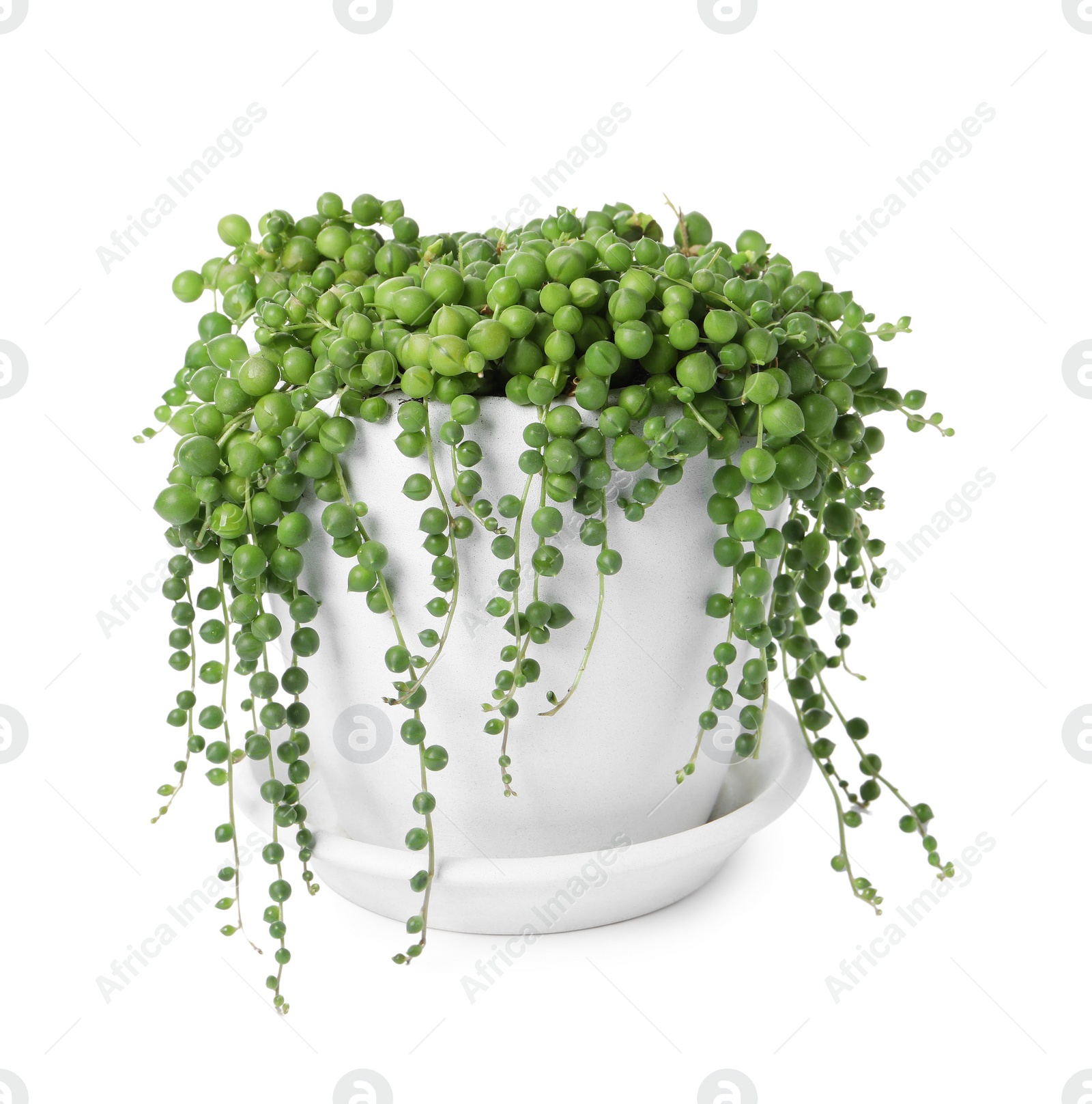 Photo of Beautiful green potted houseplant isolated on white