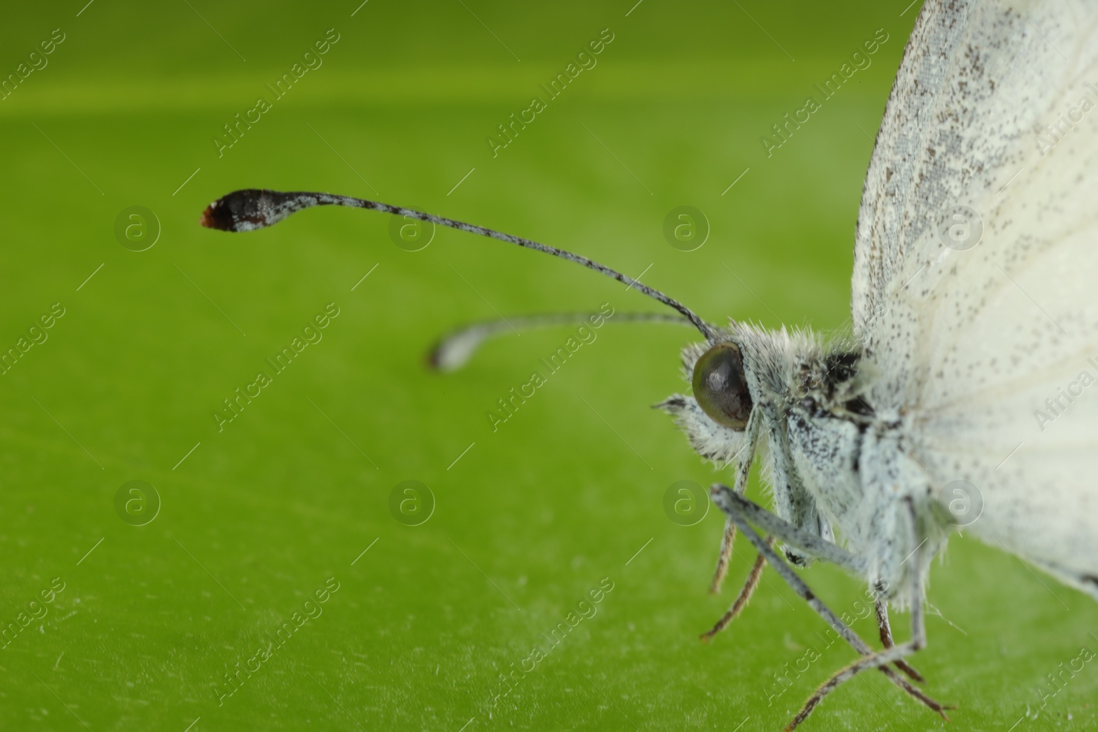 Photo of One beautiful butterfly on green leaf, macro view. Space for text