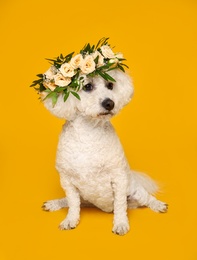Adorable Bichon wearing wreath made of beautiful flowers on yellow background