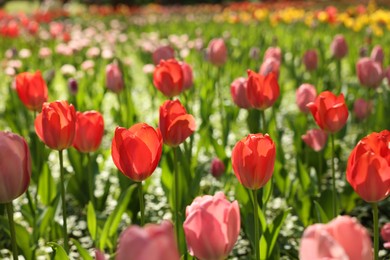 Beautiful bright tulips growing outdoors on sunny day, closeup