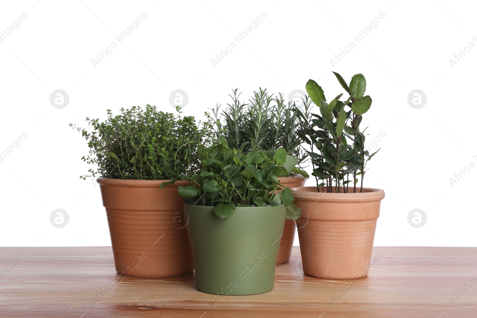 Photo of Pots with thyme, bay, mint and rosemary on wooden table against white background