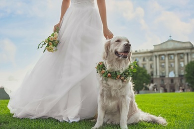 Bride and adorable Golden Retriever wearing wreath made of beautiful flowers on green grass outdoors, closeup