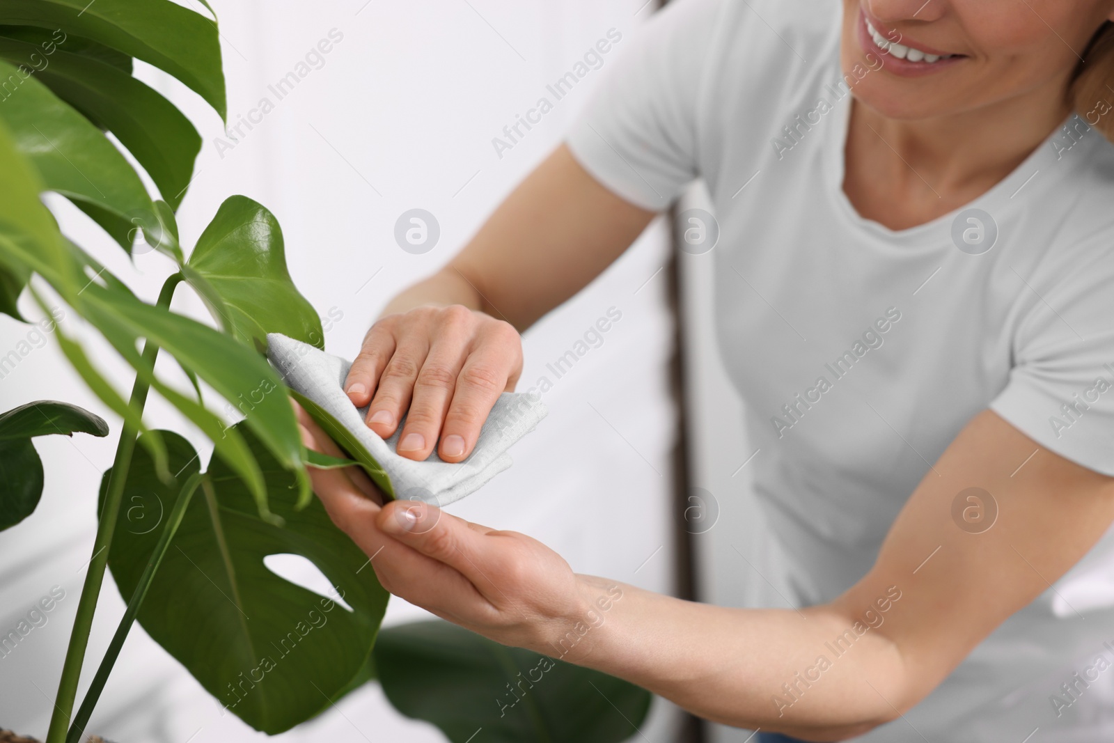 Photo of Woman wiping leaves of beautiful houseplant with cloth indoors, closeup