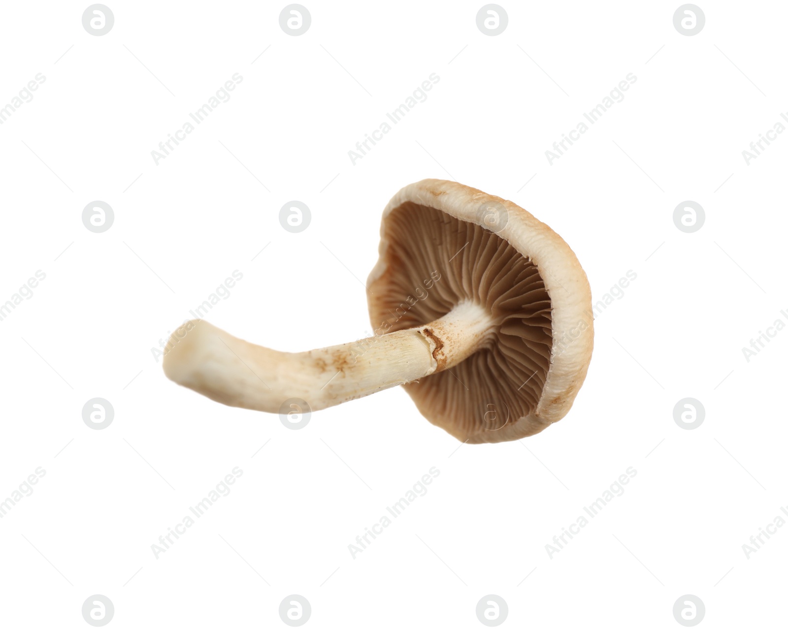 Photo of Fresh wild pioppini mushroom isolated on white