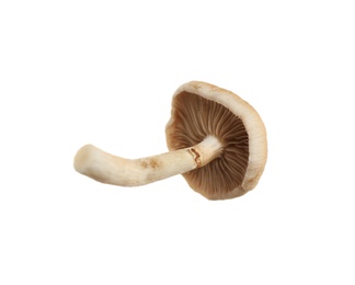 Fresh wild pioppini mushroom isolated on white
