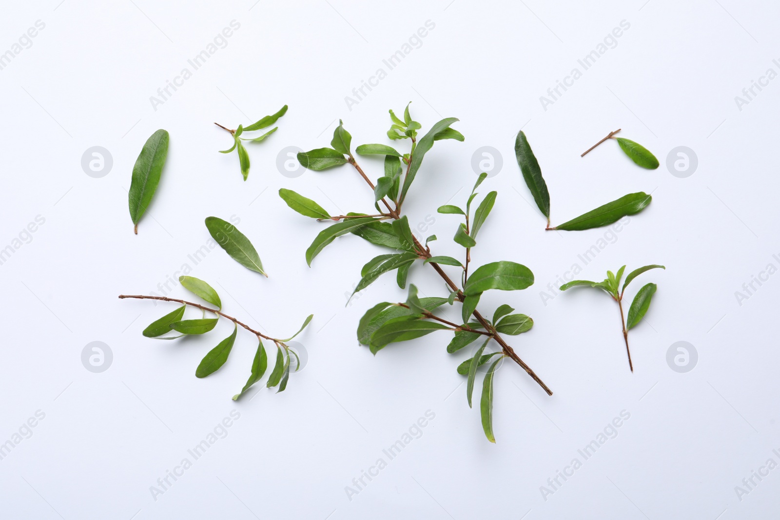 Photo of Pomegranate branches with green leaves on white background, flat lay