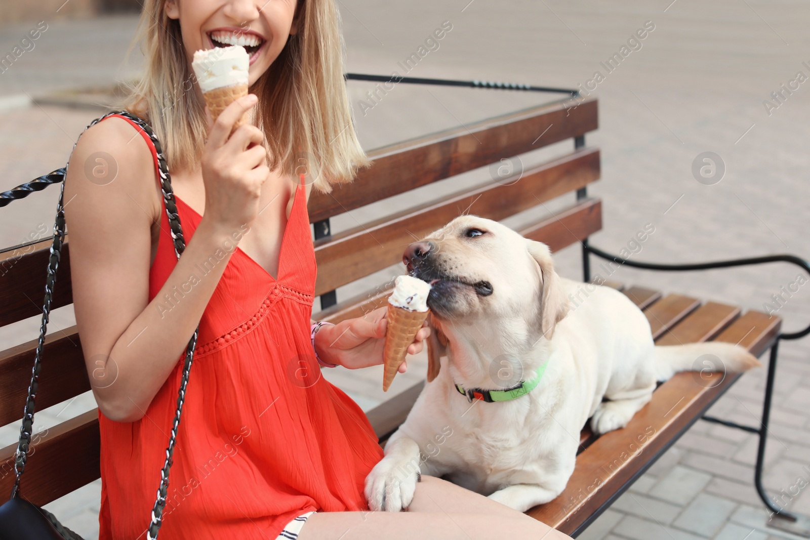 Photo of Owner treating her yellow labrador retriever with ice-cream outdoors