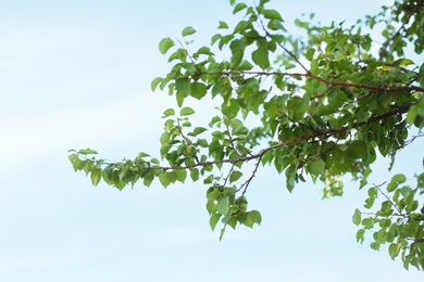 Beautiful tree branches with green leaves outdoors