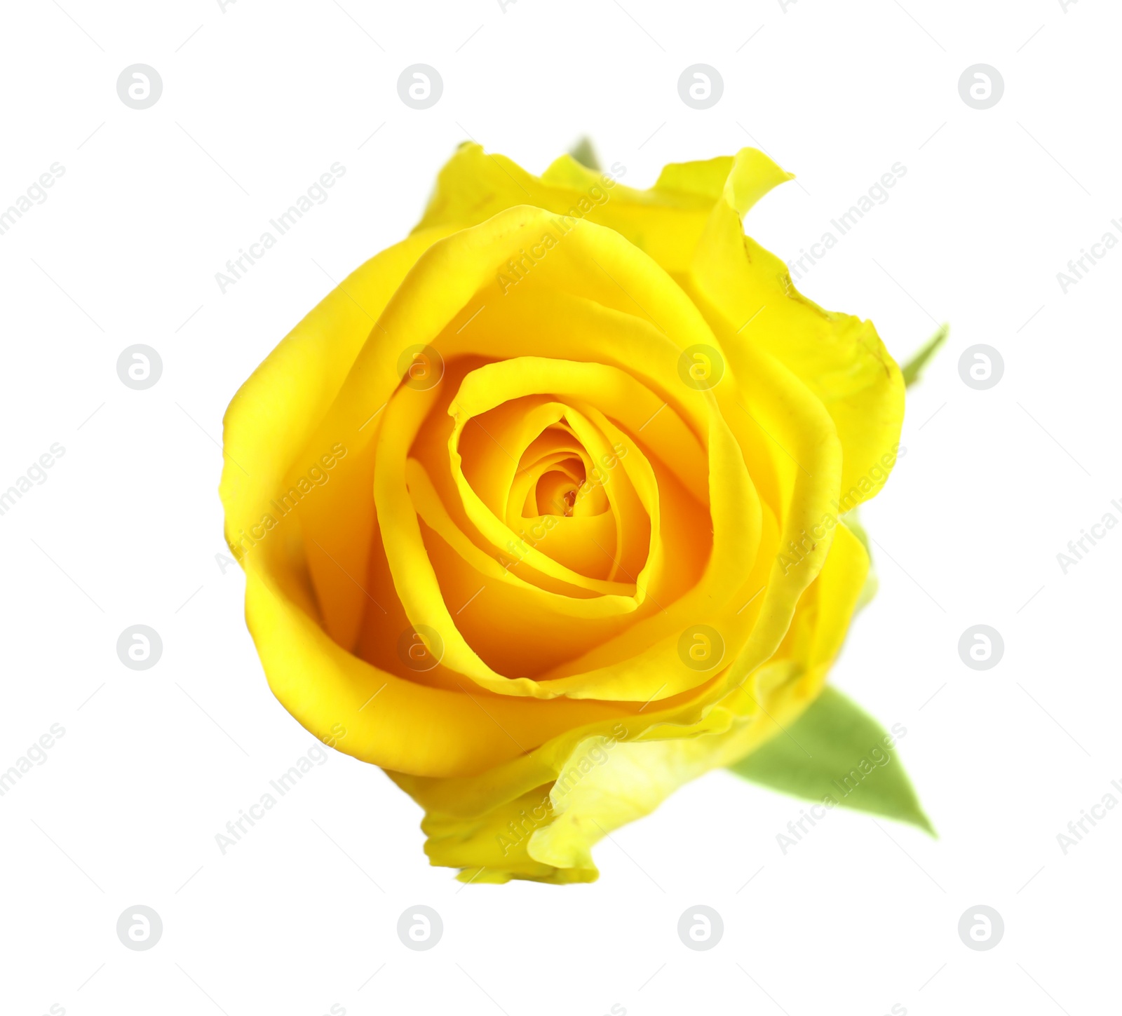 Photo of Beautiful blooming yellow rose on white background