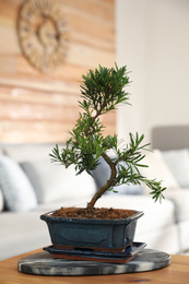 Japanese bonsai plant on table in living room. Creating zen atmosphere at home