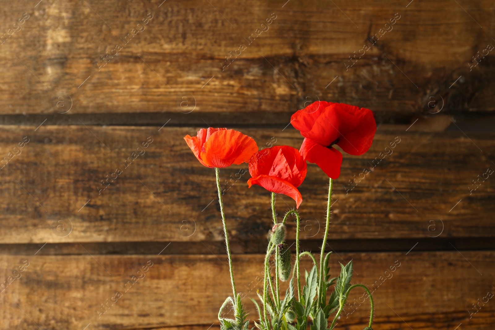 Photo of Beautiful red poppy flowers on wooden background