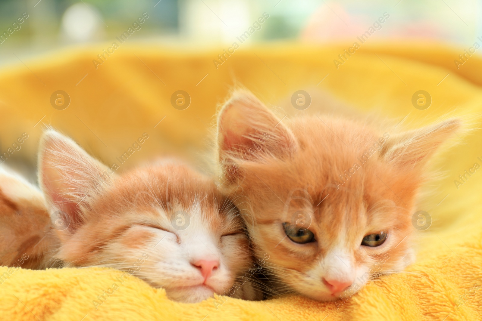 Photo of Cute little red kittens on yellow blanket, closeup view