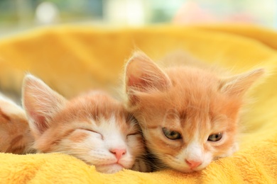 Photo of Cute little red kittens on yellow blanket, closeup view