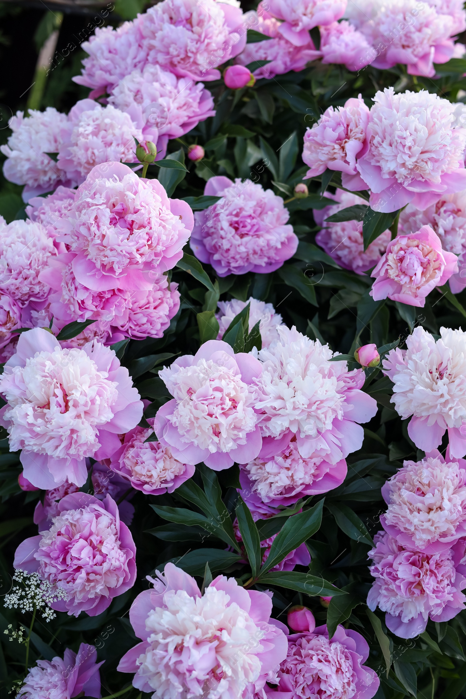 Photo of Blooming peony plant with beautiful pink flowers outdoors, above view