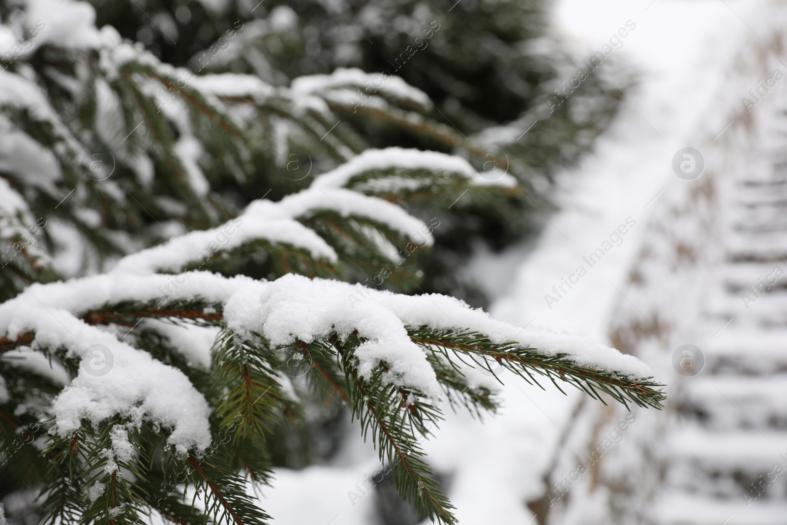 Photo of Fir tree covered with snow on winter day, closeup