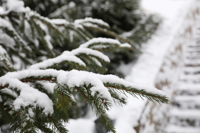 Fir tree covered with snow on winter day, closeup