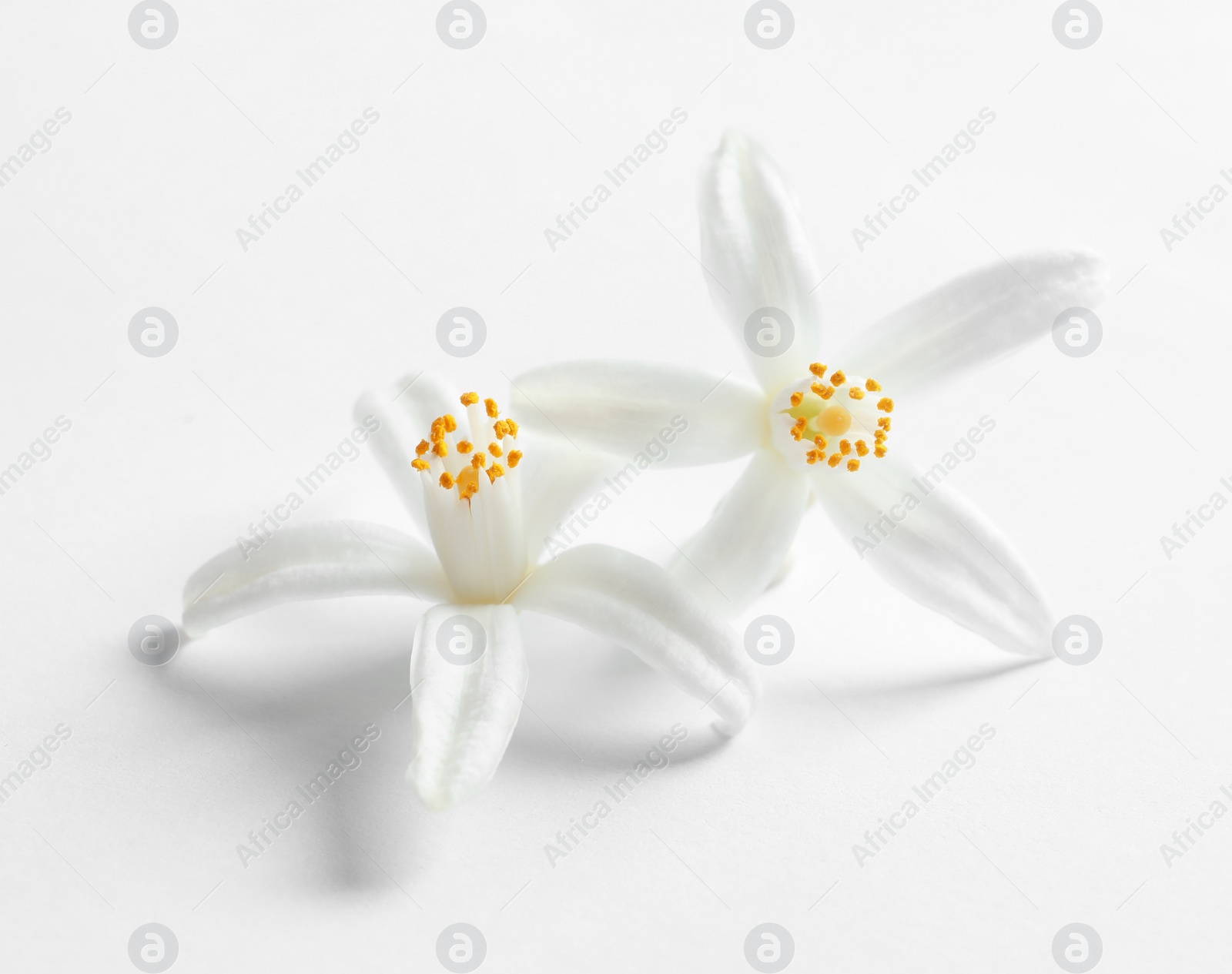 Photo of Beautiful blooming citrus flowers on white background