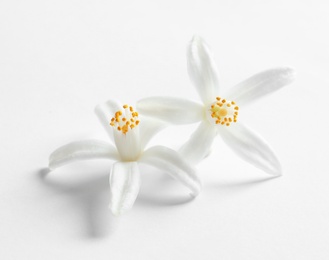 Photo of Beautiful blooming citrus flowers on white background