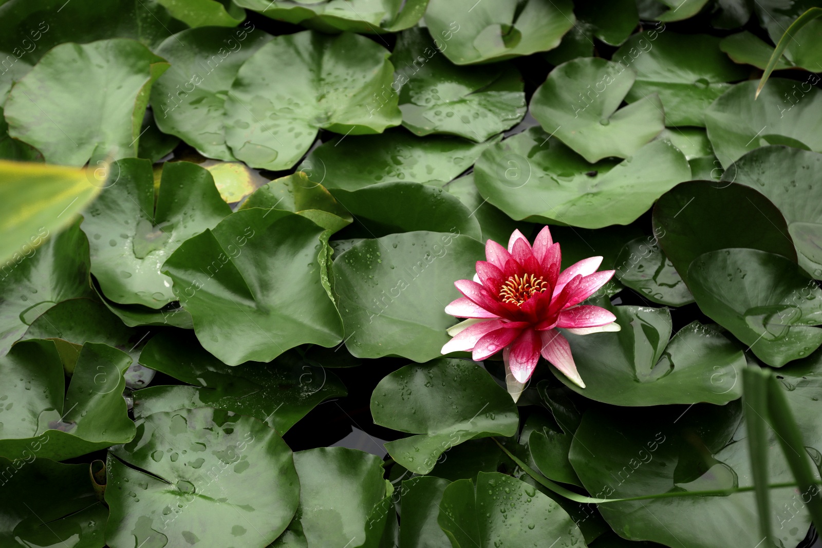 Photo of Beautiful pink lotus flower and leaves in pond