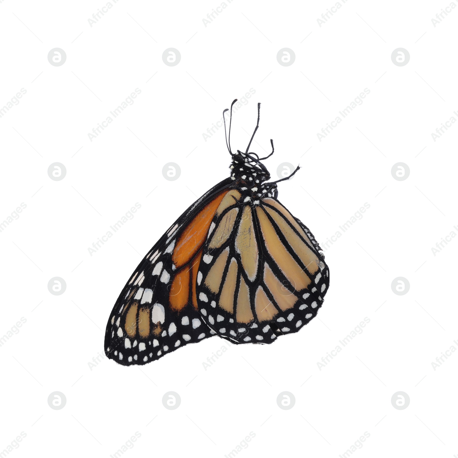 Photo of Beautiful fragile monarch butterfly isolated on white