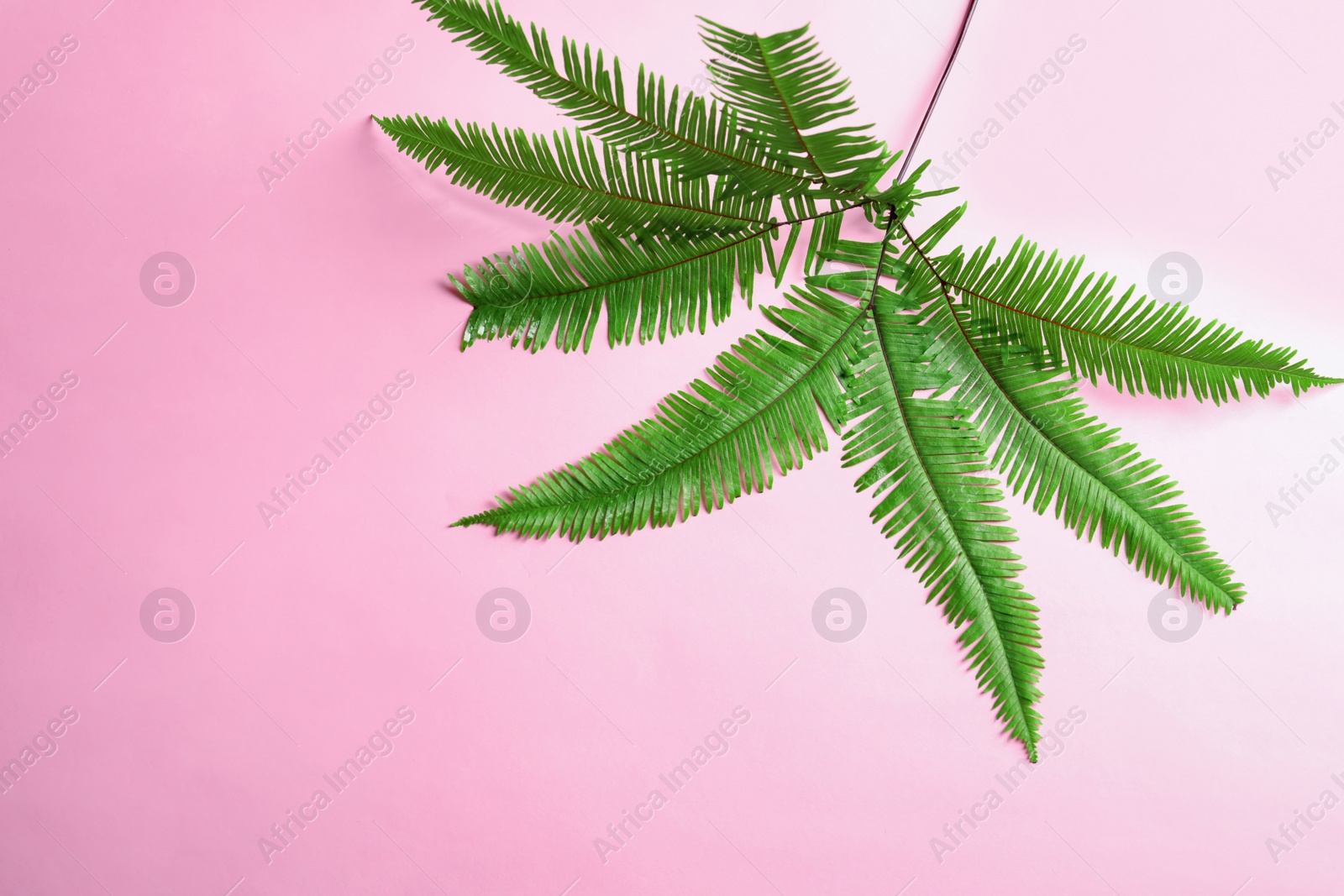 Photo of Tropical Umbrella Fern leaves on color background, top view