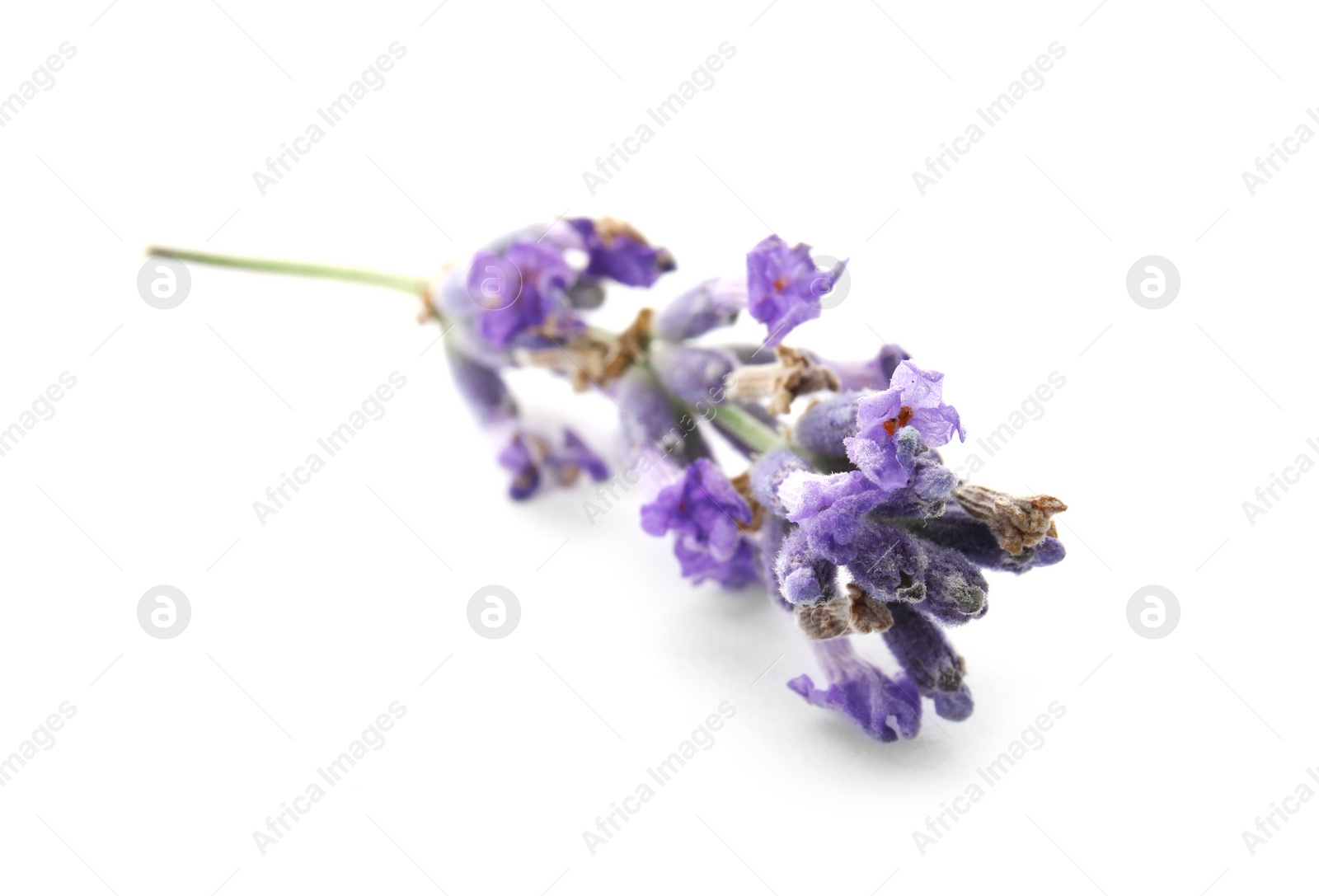 Photo of Beautiful blooming lavender flower on white background