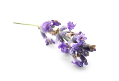 Beautiful blooming lavender flower on white background