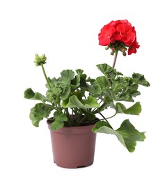Photo of Beautiful blooming red geranium flower in pot isolated on white