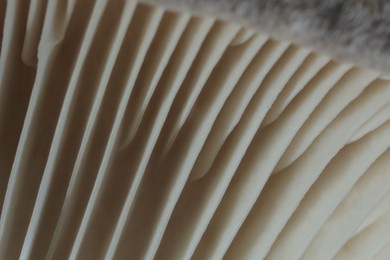 Fresh oyster mushroom as background, macro view