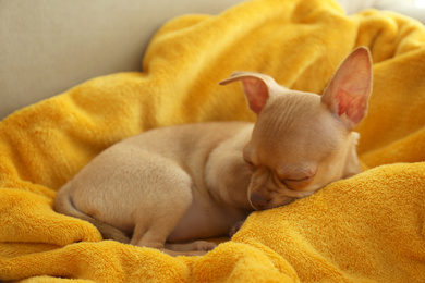 Photo of Cute Chihuahua puppy sleeping on yellow blanket. Baby animal