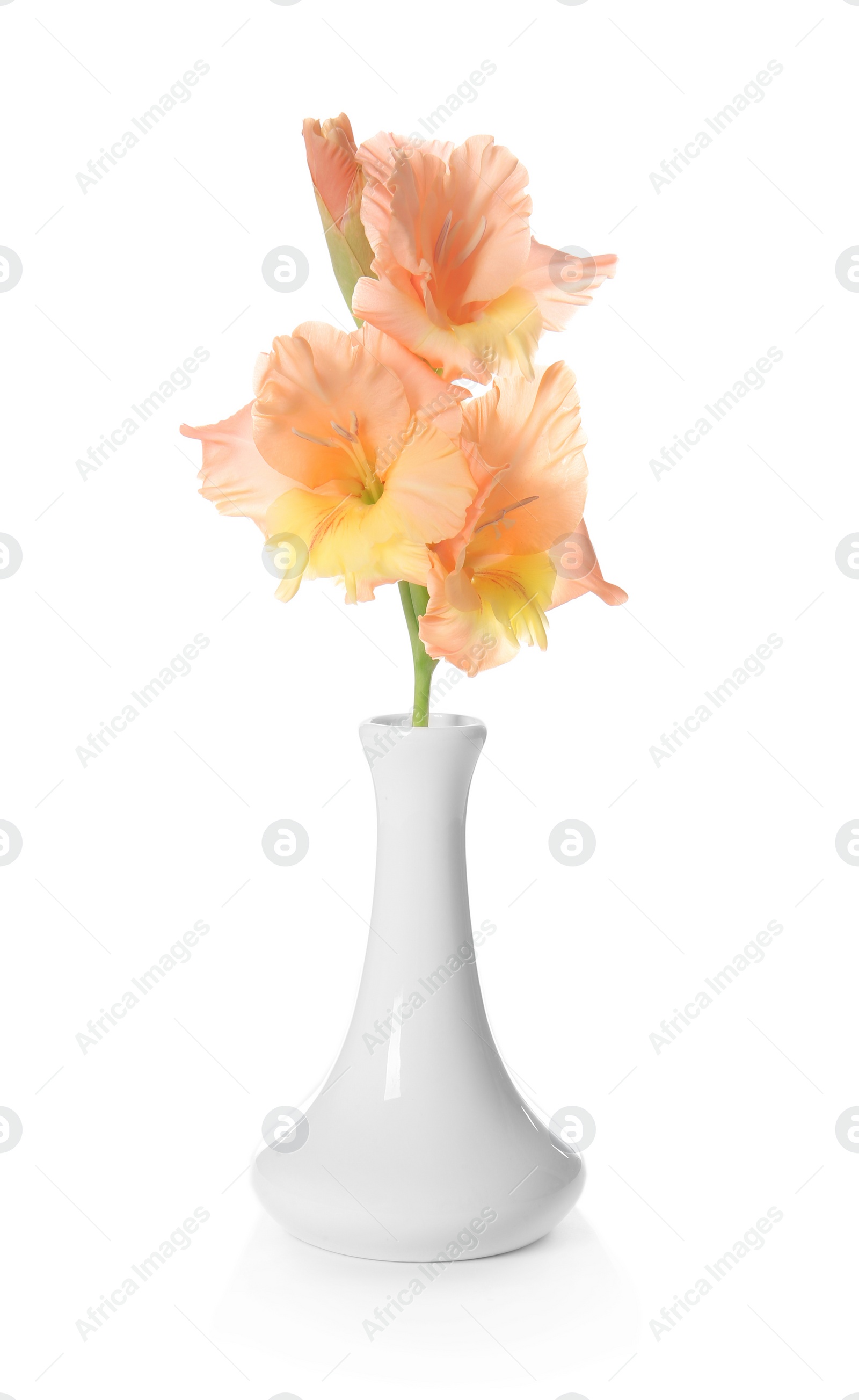 Photo of Vase with beautiful gladiolus flowers on white background