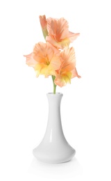 Photo of Vase with beautiful gladiolus flowers on white background