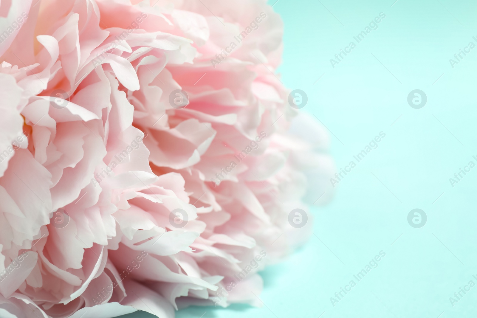 Photo of Beautiful pink peony on light blue background, closeup