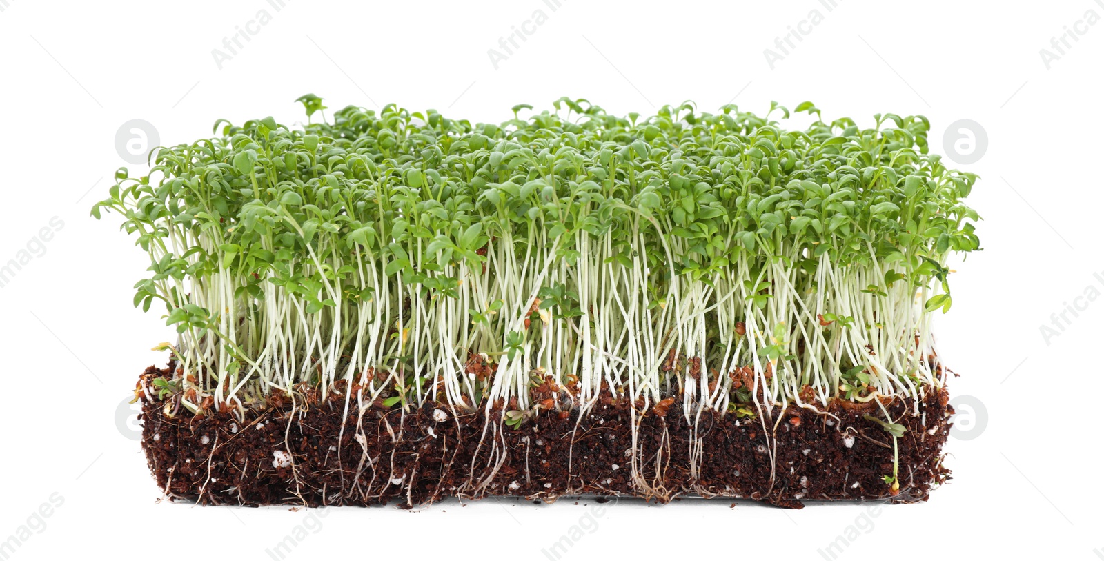 Photo of Fresh organic microgreen in soil on white background