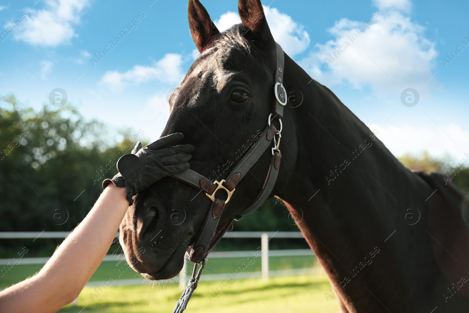 Photo of Young woman with horse outdoors on sunny day, closeup. Beautiful pet