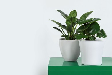 Photo of Different houseplants in pots on green chest of drawers near white wall, space for text