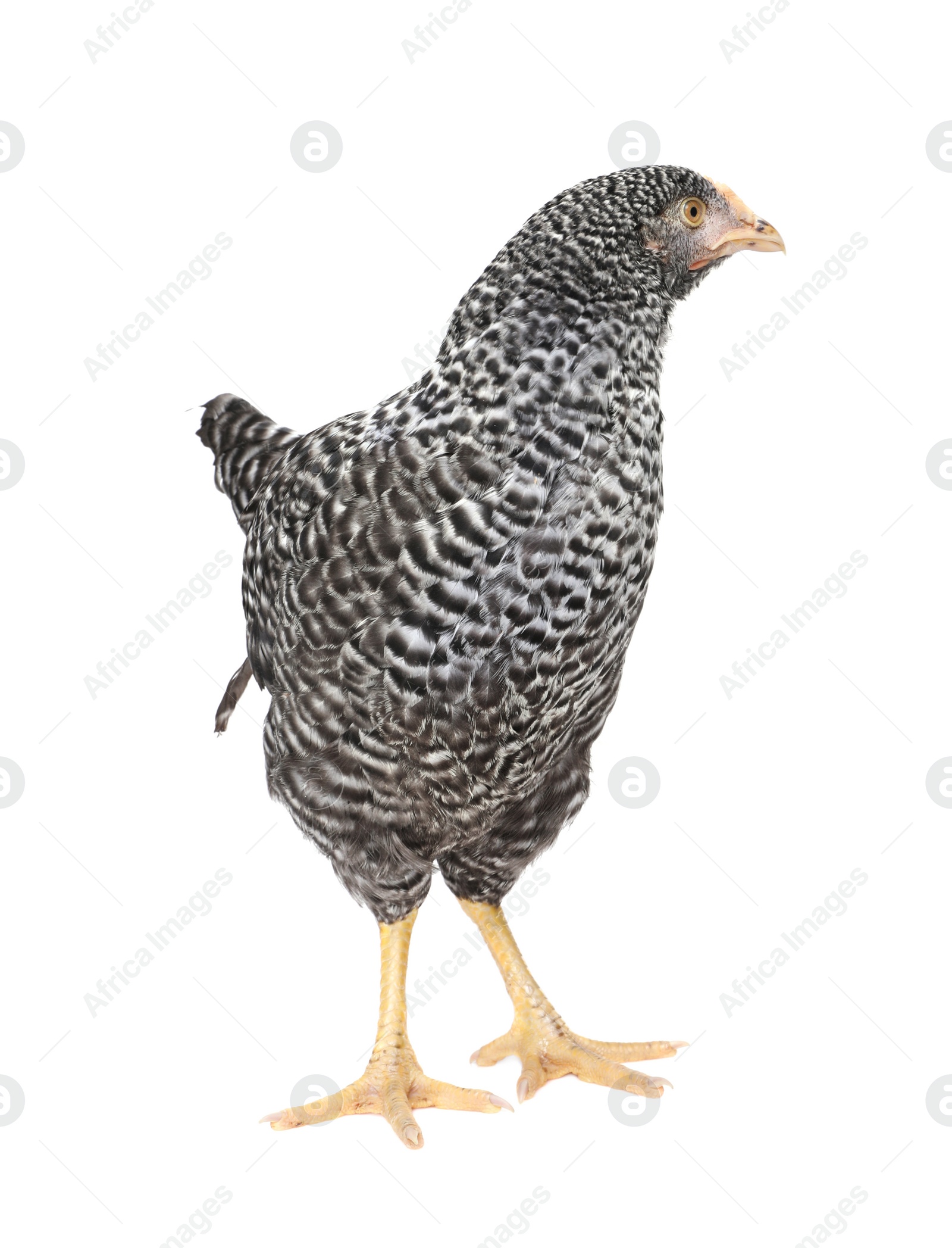 Photo of Beautiful chicken on white background. Domestic animal