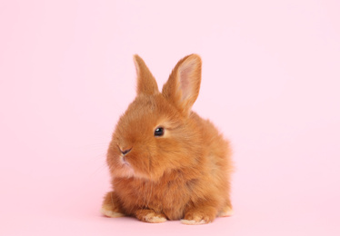 Photo of Adorable fluffy bunny on pink background. Easter symbol