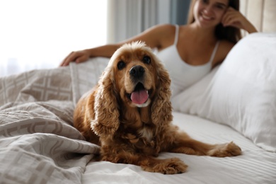 Photo of Cute English Cocker Spaniel near owner on bed indoors. Pet friendly hotel