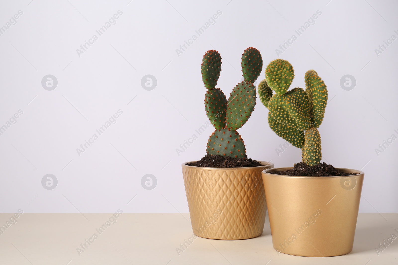 Photo of Beautiful cacti in pots on beige table, space for text