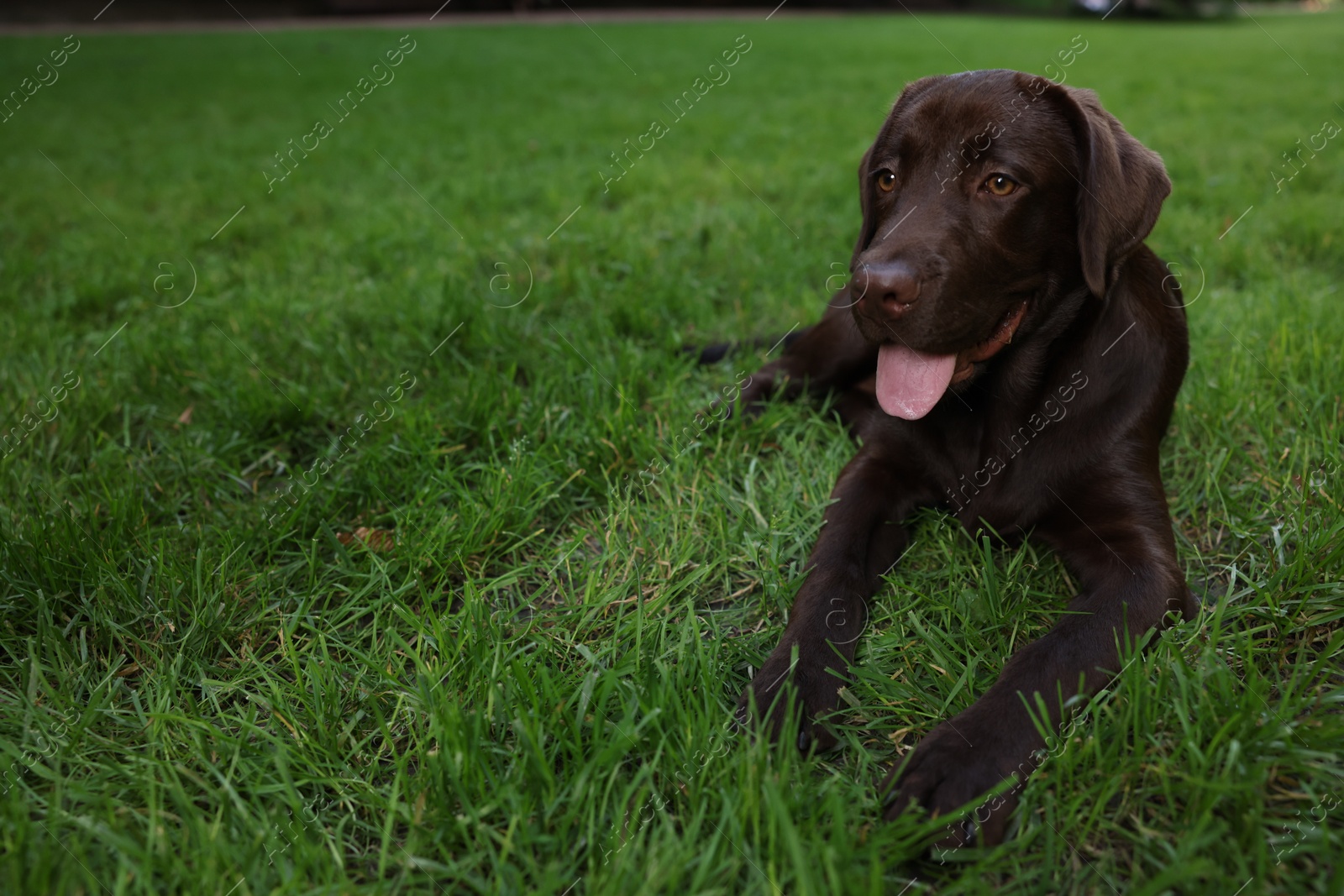 Photo of Adorable Labrador Retriever dog lying on green grass in park, space for text