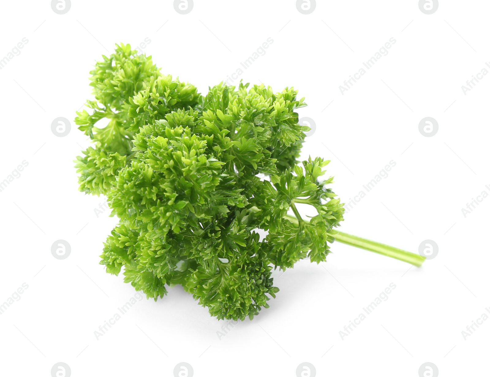 Photo of Fresh green curly parsley on white background