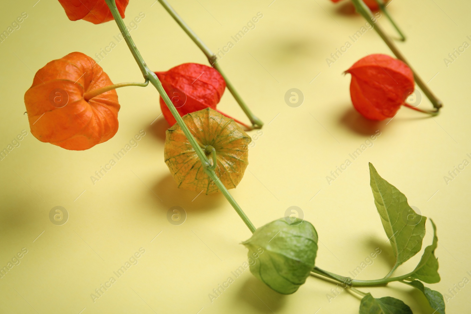Photo of Physalis branches with colorful sepals on yellow background, closeup