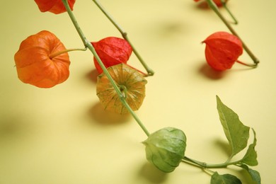 Physalis branches with colorful sepals on yellow background, closeup