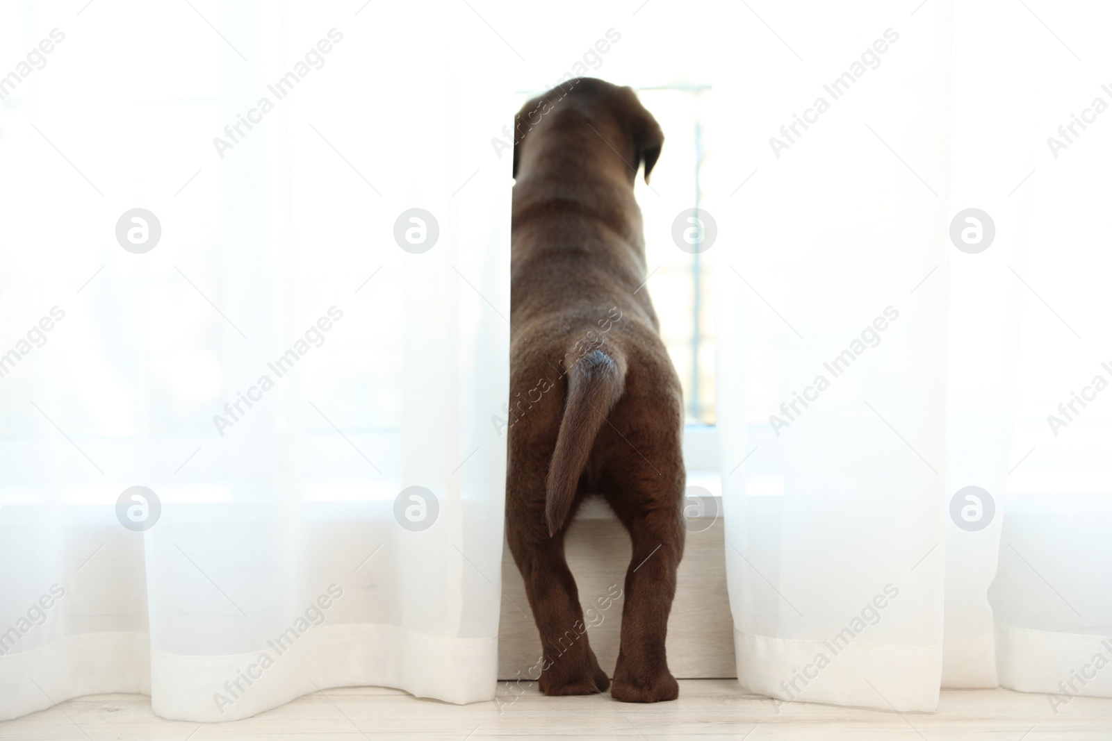 Photo of Chocolate Labrador Retriever puppy looking out window indoors