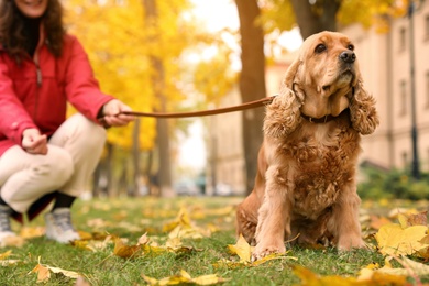 Woman with cute Cocker Spaniel in park on autumn day